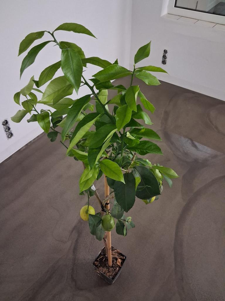Citrus limon Femminello Siracusano – Zitronenbaum 120–160 cm, robuste echte Zitrone, mediterrane Kübelpflanze