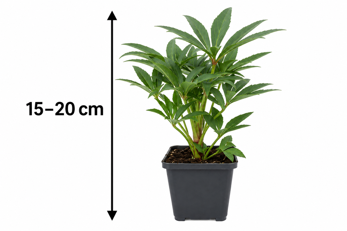 Stinkende Nieswurz – Helleborus foetidus, immergrüne winterharte Blütenstaude für Garten & Kübel – 15–20 cm inkl. Topf