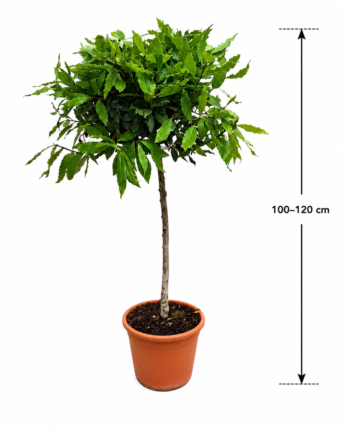 Laurus Nobilis Lorbeer Stämmchen 100–120 cm Echter Lorbeerbaum Kübelpflanze Mediterrane Gewürzpflanze