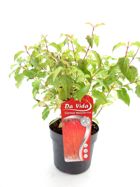 Cornus sanguinea 'Midwinter Fire' 40-60 cm - svída krvavá - svída krvavá