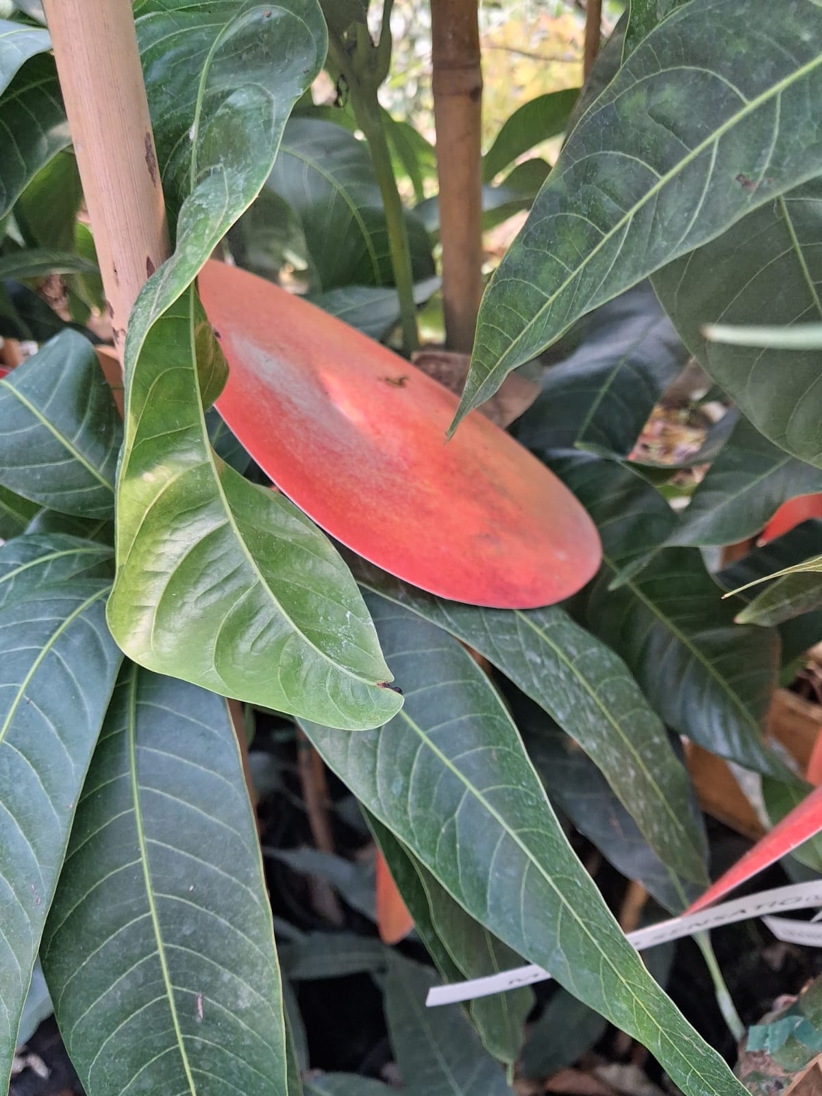 Mangobaum „Osteen“ (Mangifera indica) veredelt – 140–180 cm – tropische Kübelpflanze für Garten & Terrasse