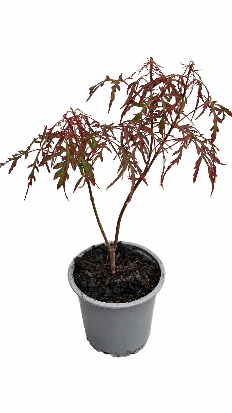Acer palmatum ‘Royal Garnet’ ca. 30 cm – Japanischer Fächerahorn, roter Schlitzahorn für Garten und Kübel
