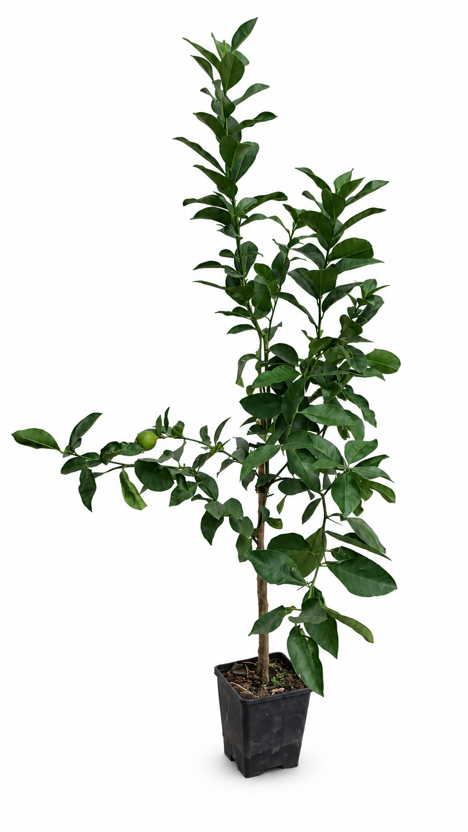 Limone Femminello Siracusano 2KR Zitronenbaum 100–120 cm – Sizilianische Zitrone für Terrasse und Wintergarten