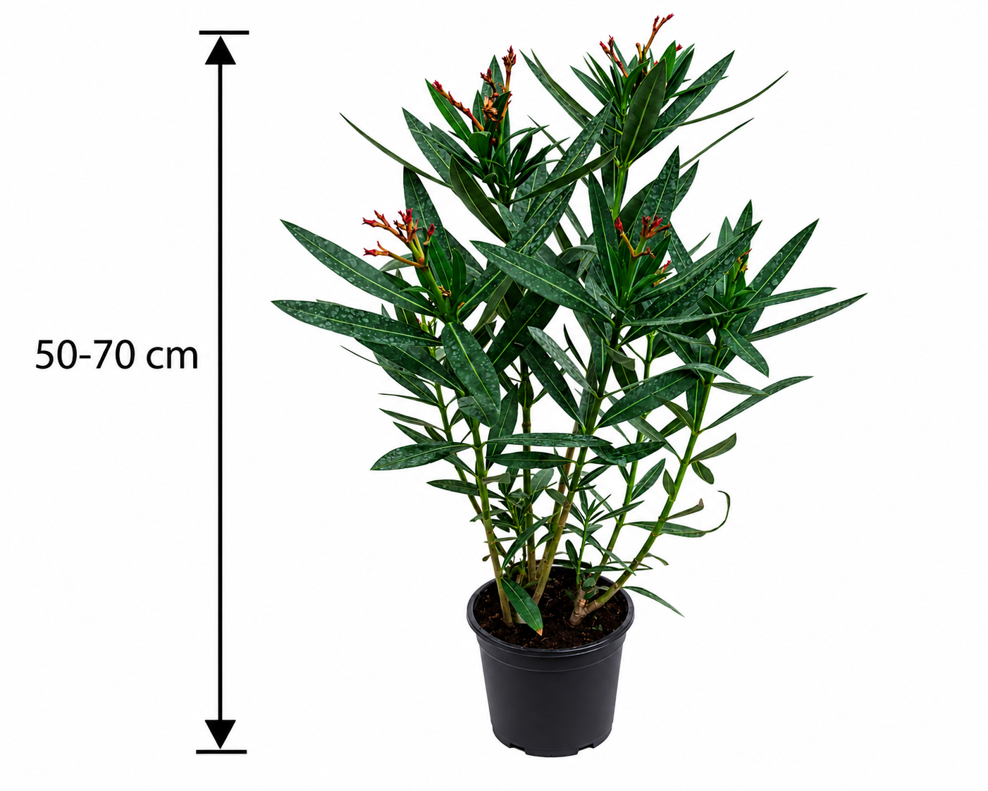 Rosa Oleander 50-70 cm (Nerium oleander) – mediterrane Blütenpflanze mit einfacher rosa Blüte | wintergarten kübelpflanze balkon terrasse