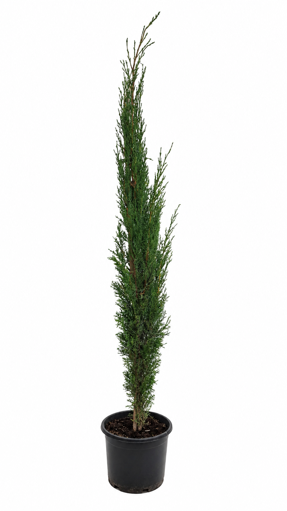 2 Stück Mittelmeer-Zypresse 180-220 cm | Cupressus sempervirens | Italienische Zypresse | Toskanazypresse | Immergrüner Solitärbaum