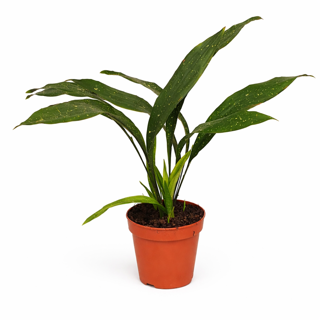 Aspidistra elatior Milky Way 50-60 cm – Schusterpalme mit Sternsprenke –  Blumen-Senf®