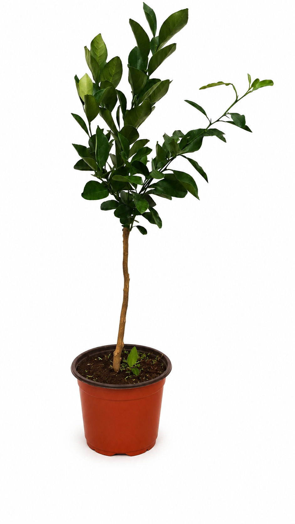 Orangenbaum ‘Arancio Corrugato’ als Stämmchen ca. 50 cm – Citrus sinensis, italienische Zitruspflanze für Balkon und Terrasse