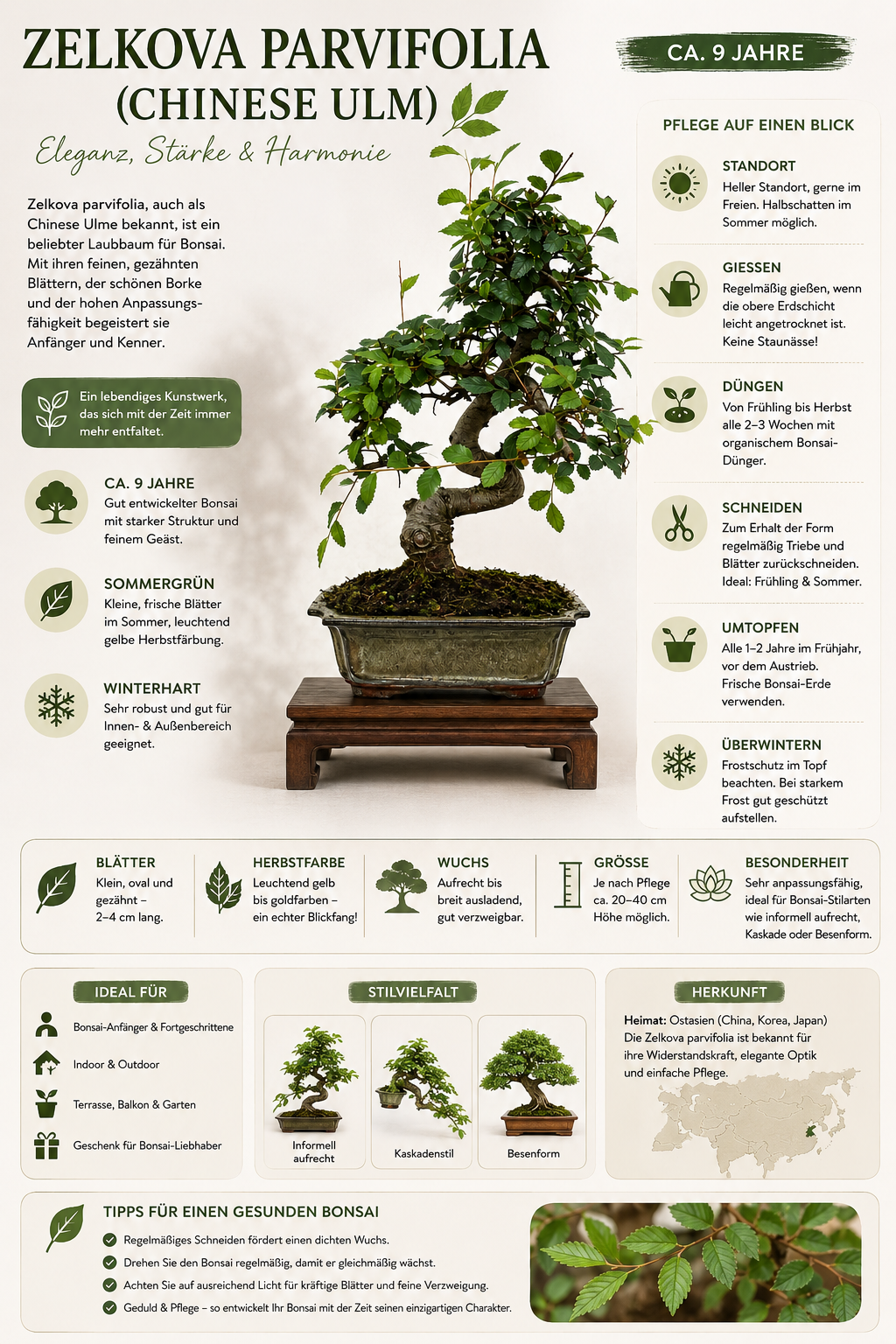 Zelkova parvifolia Bonsai ca. 35 cm – Chinesische Ulme, Indoor Bonsai, 9 Jahre alt inkl. Untersetzer