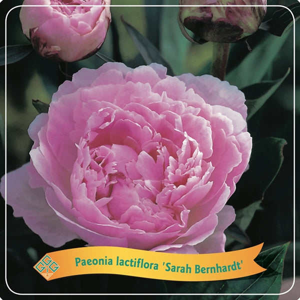 3 Stück Paeonia Mix – Pfingstrose – Strauch – Winterhart – ⌀09 cm -Sarah Bernardt, Alba Plena, Rubra Plena