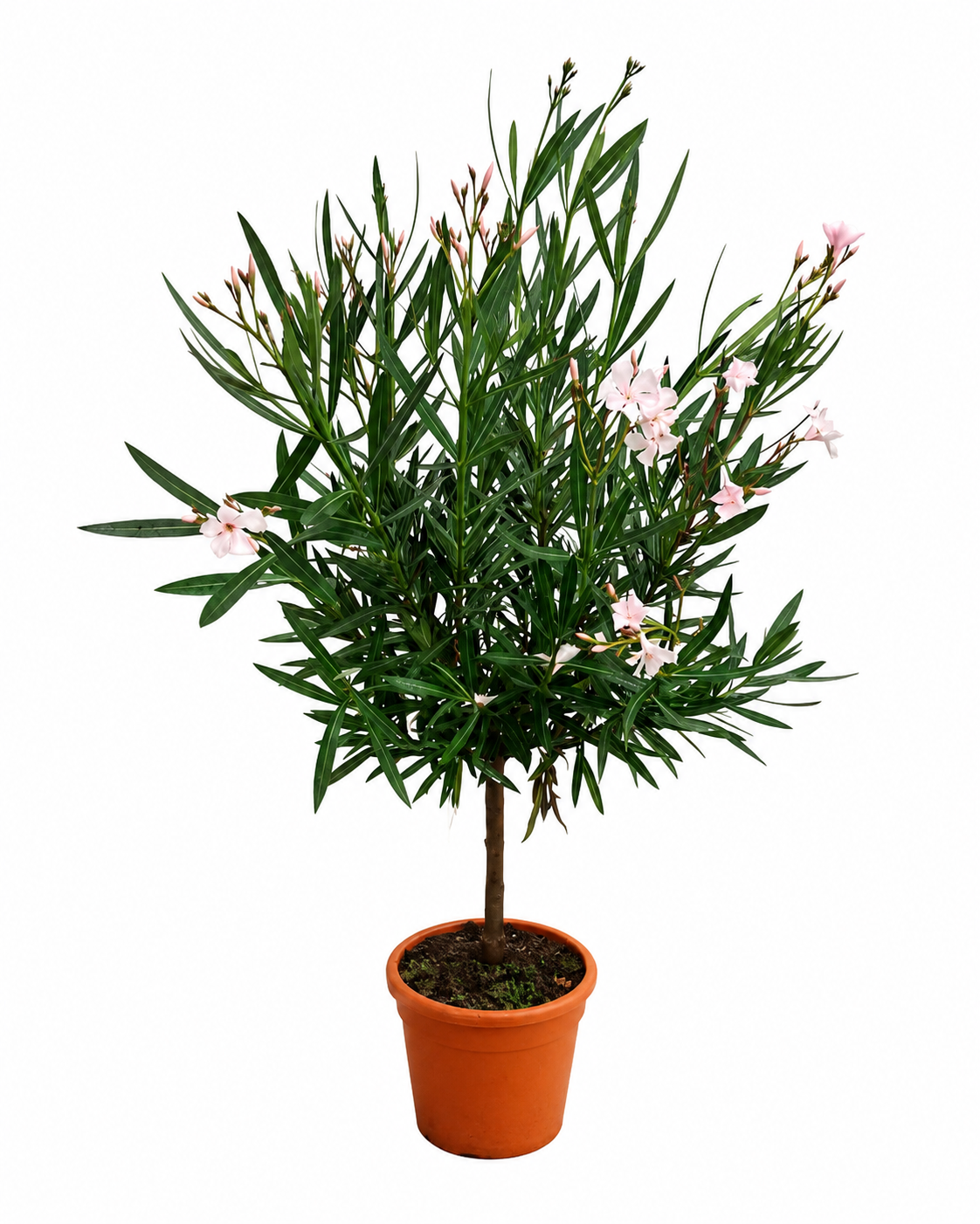 Oleander Stämmchen 'Alsace' (Nerium oleander) 120–150 cm inkl. Topf – Mediterraner Rosenlorbeer Wintergarten Kübelpflanze Blühpflanze