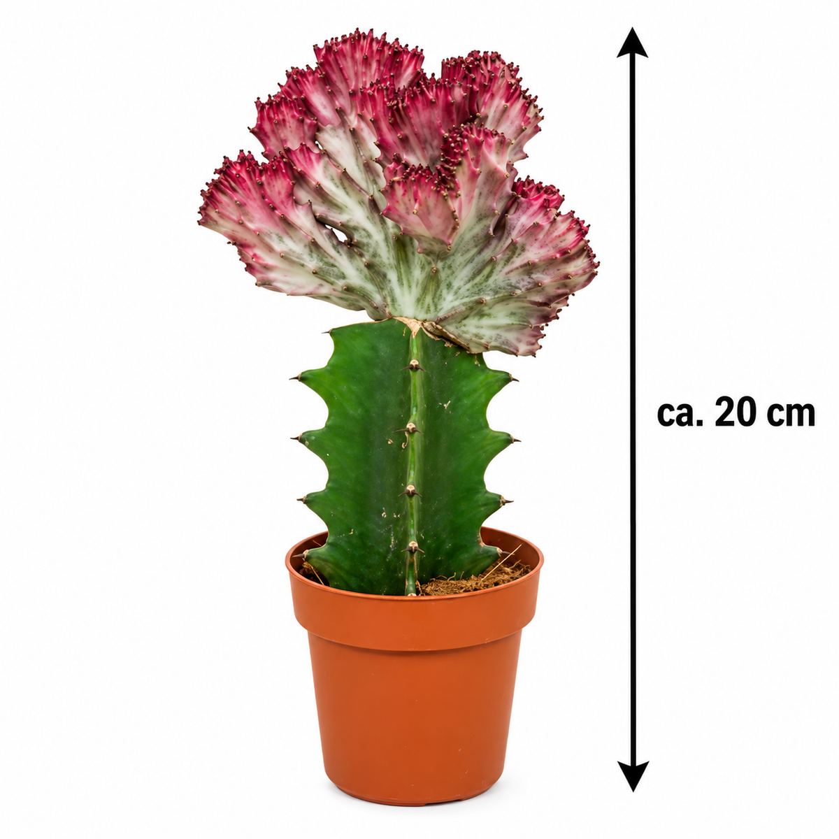Rote Euphorbia lactea ‘Cristata’ ca. 20 cm im 8,5-cm-Topf – roter Korallenkaktus als außergewöhnliche Zimmerpflanze