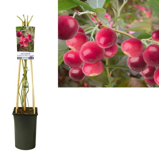 Heidelbeere ‘Pink Lemonade’ ® (Vaccinium corymbosum) – Rosa Heidelbeere, Blaubeere, ca. 30 cm im Topf