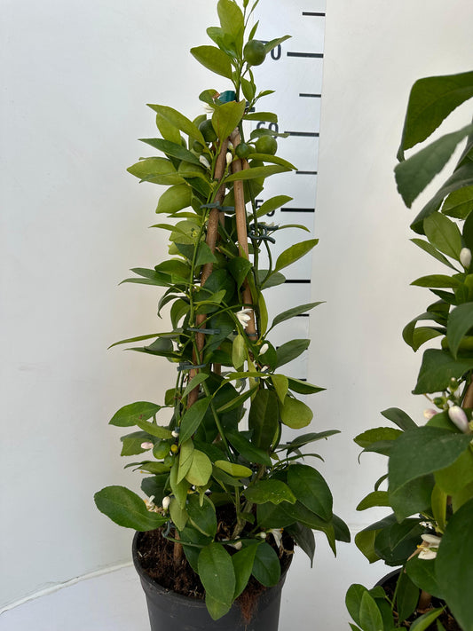 Amalfi Zitrus-Trio ca. 70 cm - Zitrone, Calamondin-Orange und Kumquat am Spalier / VERSANDKOSTENFREI