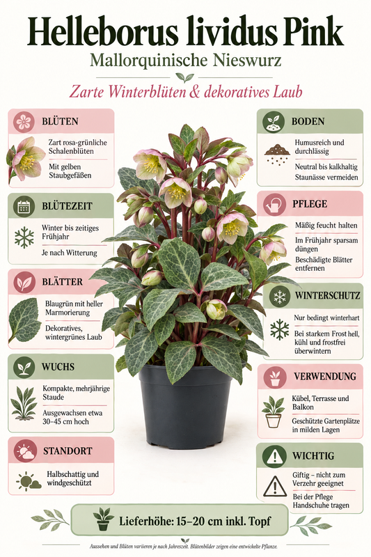 Helleborus lividus ‘Pink’ – rosa Mallorquinische Nieswurz für Terrasse & Kübel – 15–20 cm inkl. Topf
