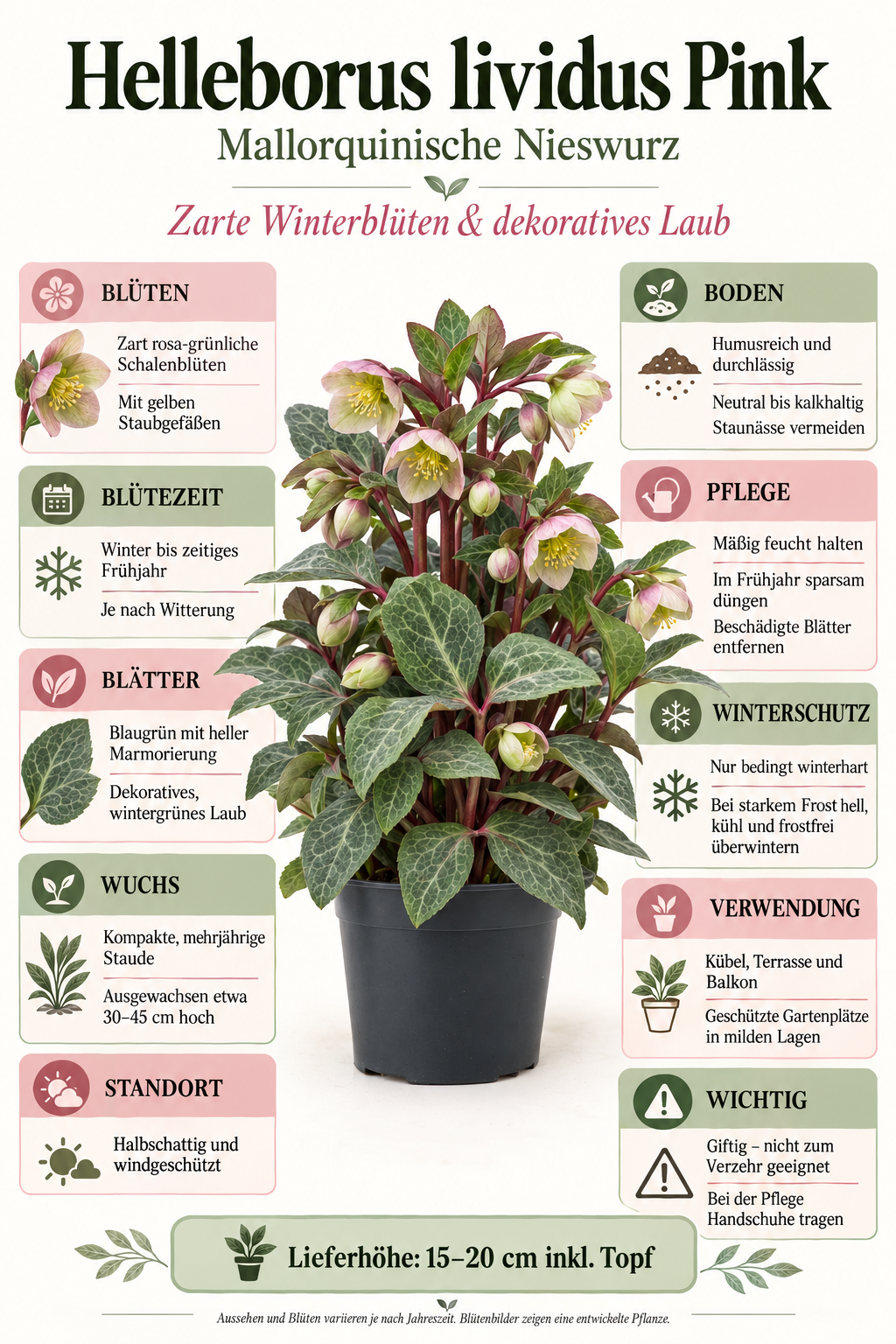 Helleborus lividus ‘Pink’ – rosa Mallorquinische Nieswurz für Terrasse & Kübel – 15–20 cm inkl. Topf