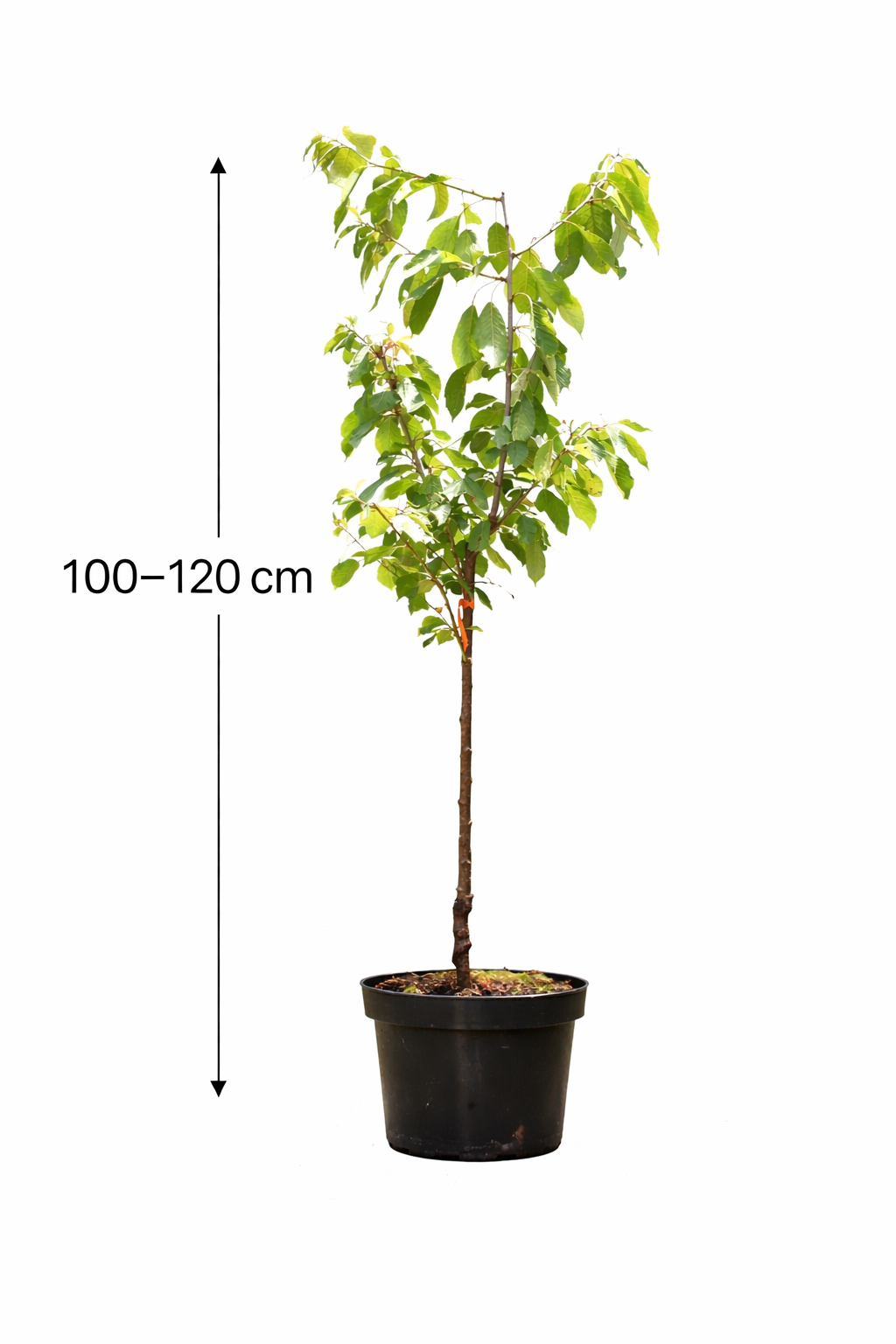 Süßkirsche ‘Lapins’ – Selbstfruchtende Kirschbaum Pflanze | Prunus avium ‘Lapins’ | Süßkirschbaum 100–120 cm – reich tragend & robust