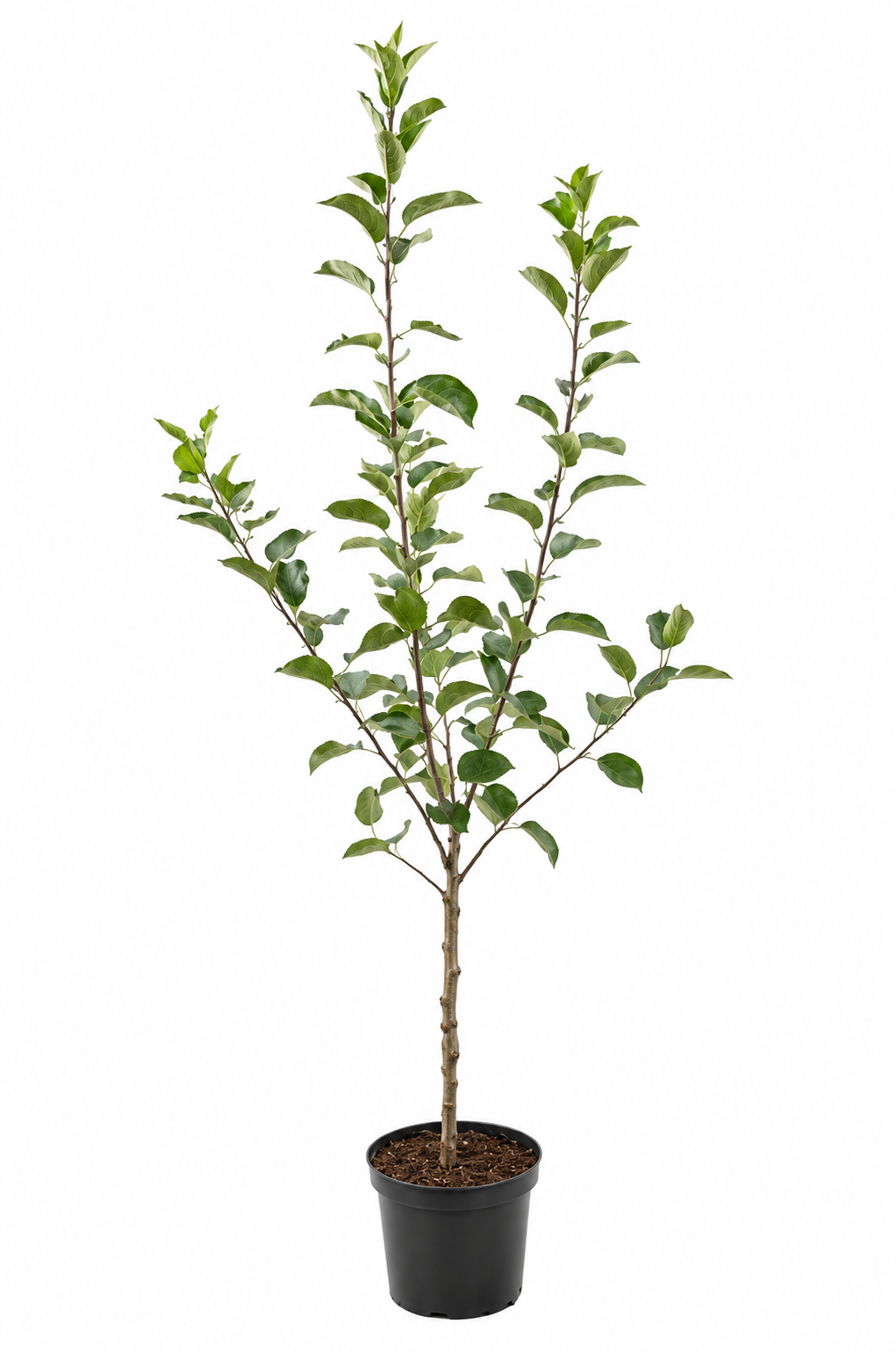Apfelbaum Golden Delicious 100–120 cm – Malus domestica, ertragreicher Obstbaum mit süßen gelben Äpfeln