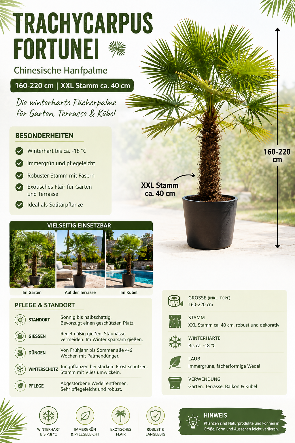 Chinesische Hanfpalme 160–220 cm mit XXL-Stamm ca. 40 cm – Trachycarpus fortunei, winterharte Fächerpalme