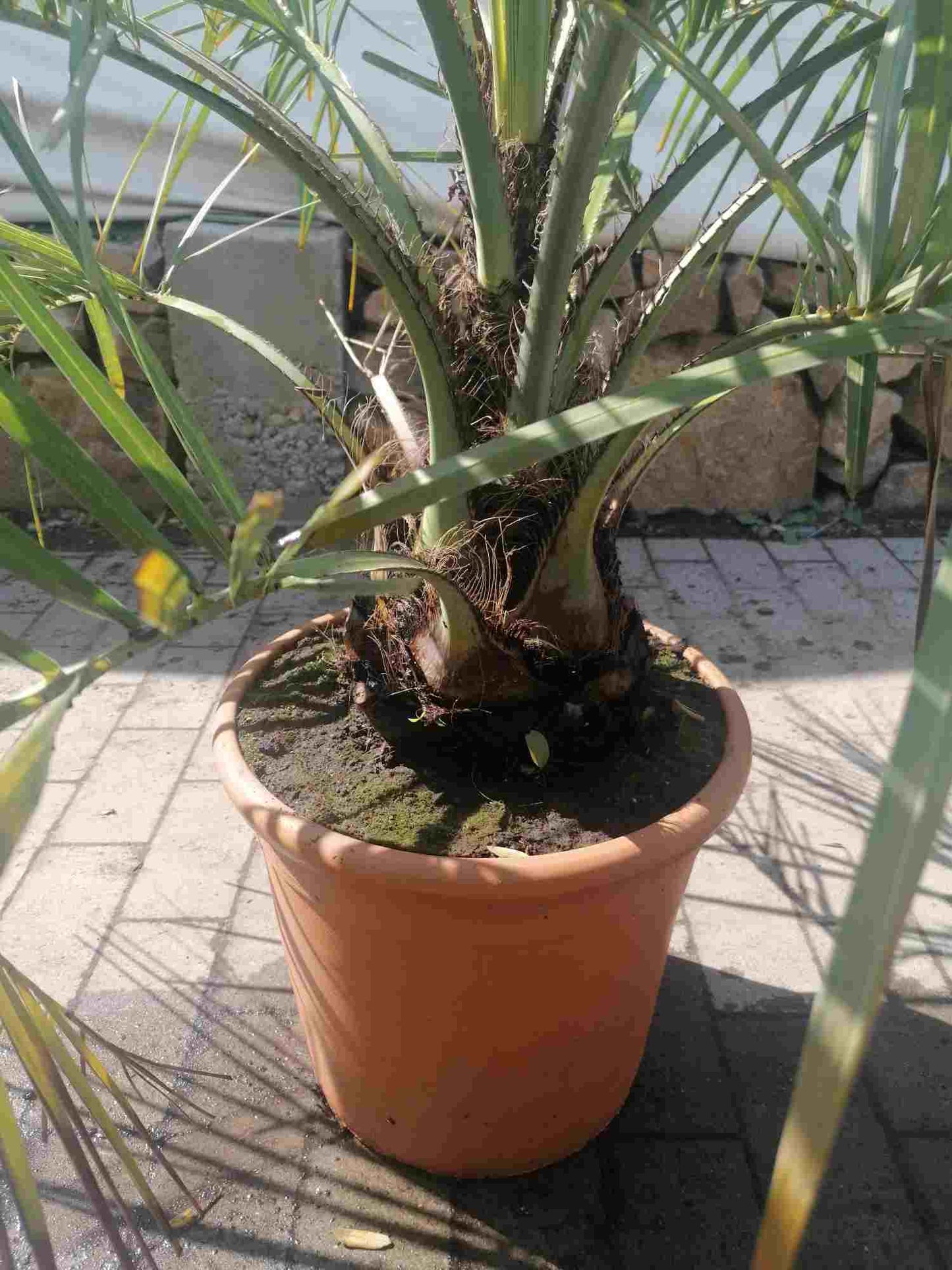 Gewöhnliche Geleepalme (Butia capitata) – winterharte exotische Palme, 100–120 cm inkl. Topf – Kübelpflanze / Jelly Palm