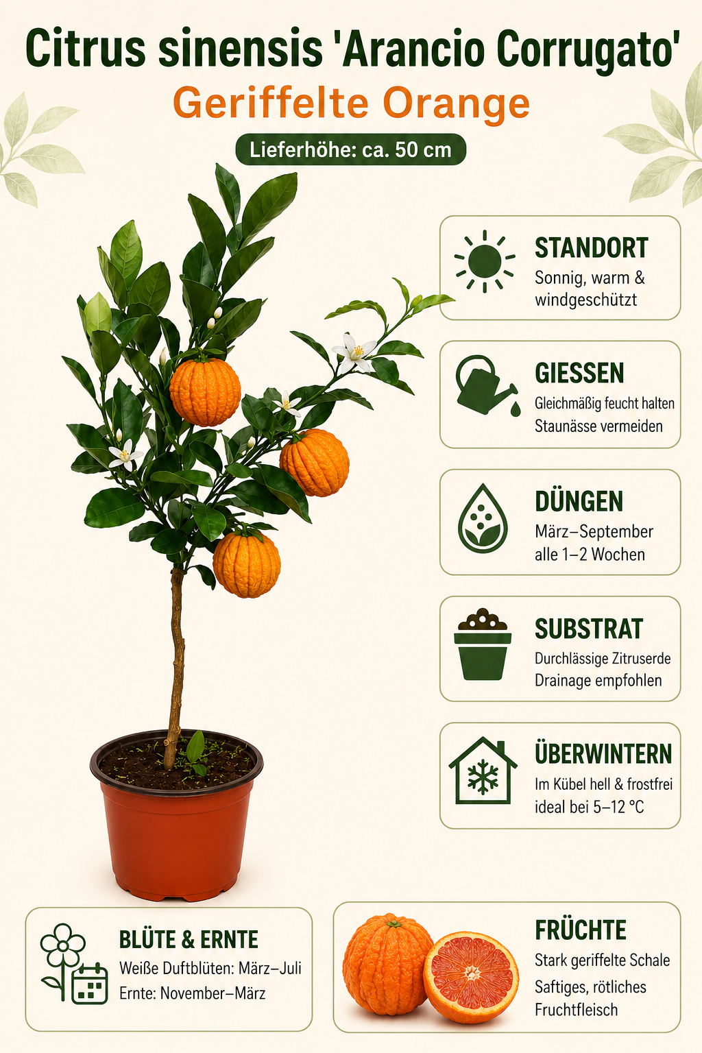 Orangenbaum ‘Arancio Corrugato’ als Stämmchen ca. 50 cm – Citrus sinensis, italienische Zitruspflanze für Balkon und Terrasse