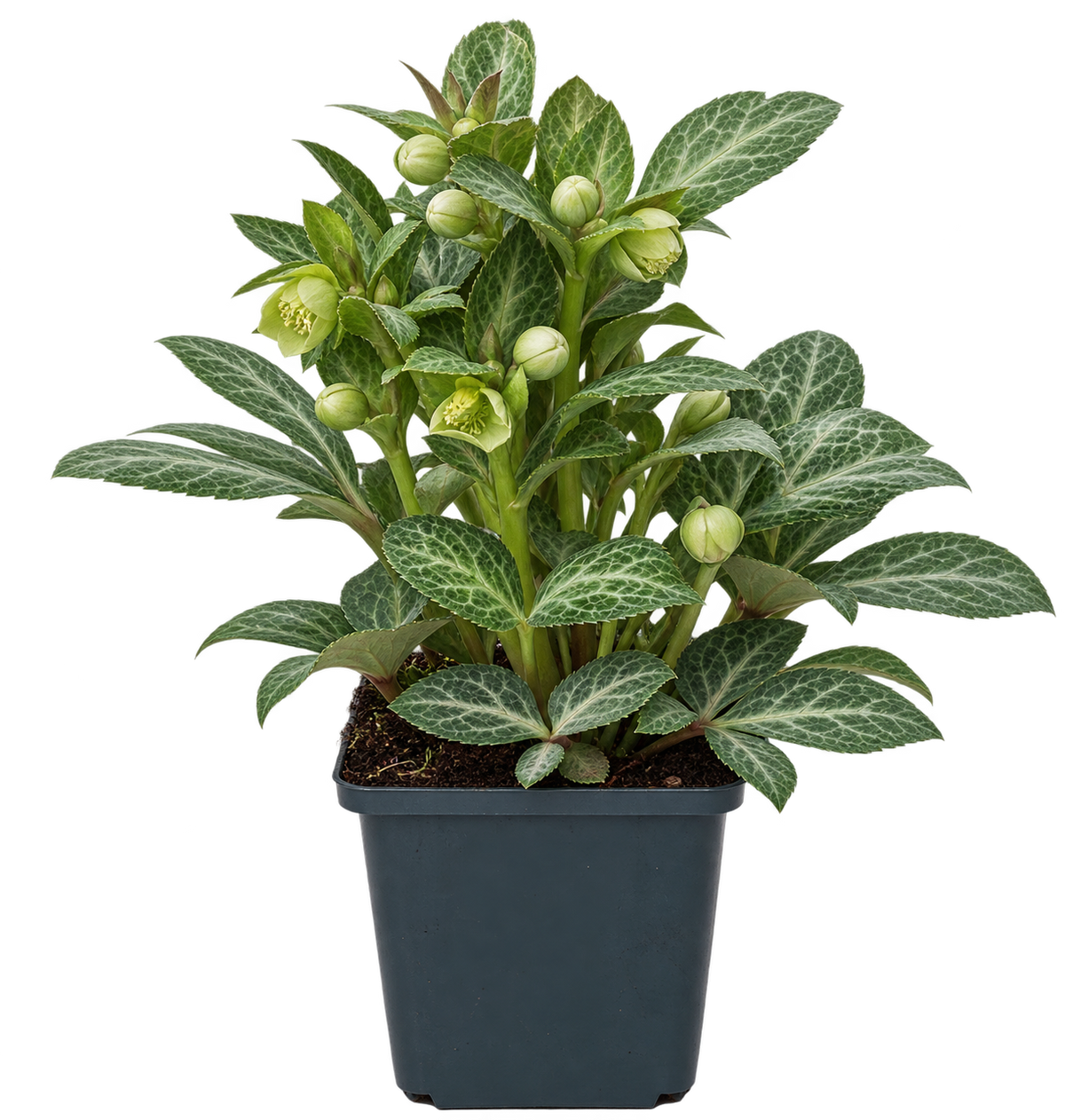 Helleborus lividus ‘Purple Ear’ – Mallorquinische Nieswurz mit marmoriertem Laub für Terrasse & Kübel – 15–20 cm inkl. Topf