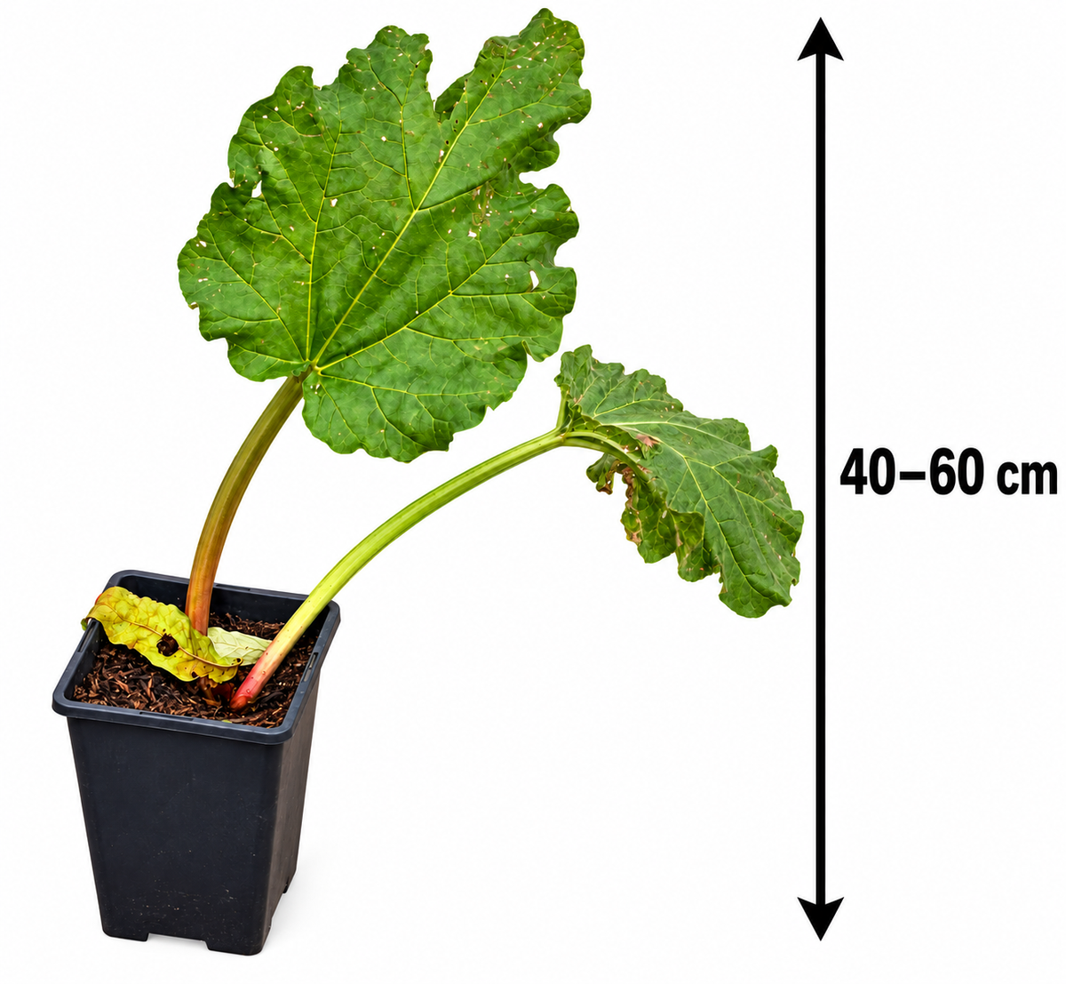 Rhabarber ‘Victoria’ – Rheum rhabarbarum – winterharte Gemüsestaude für den Garten – 40–60 cm inkl. Topf