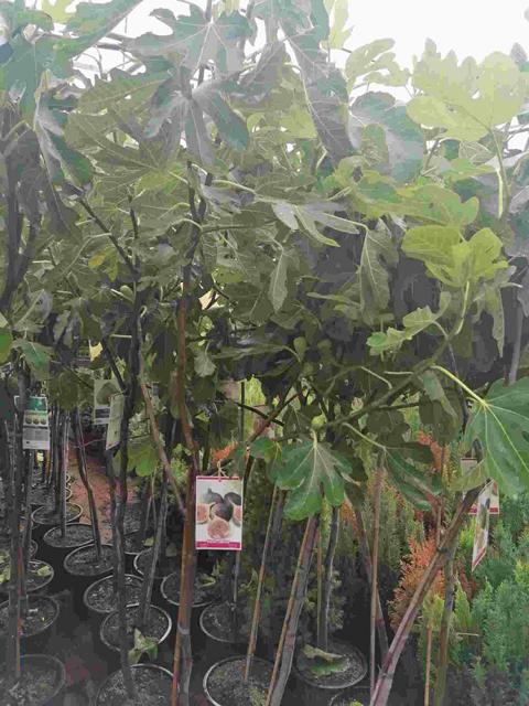 Feige Napolitana Baum 160-200 cm - Ficus carica -kräftiger Stamm - Feigenbaum