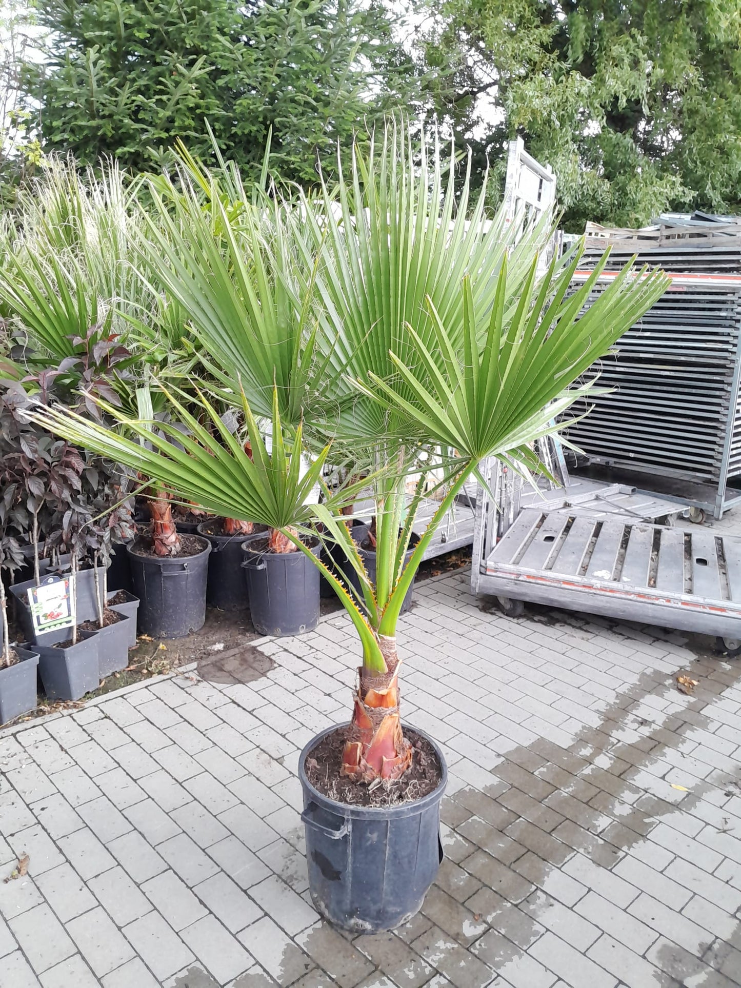 XXL Washingtonia robusta bis 200 cm 50-60 cm Stamm Petticoat-Palme Zimmerpflanze