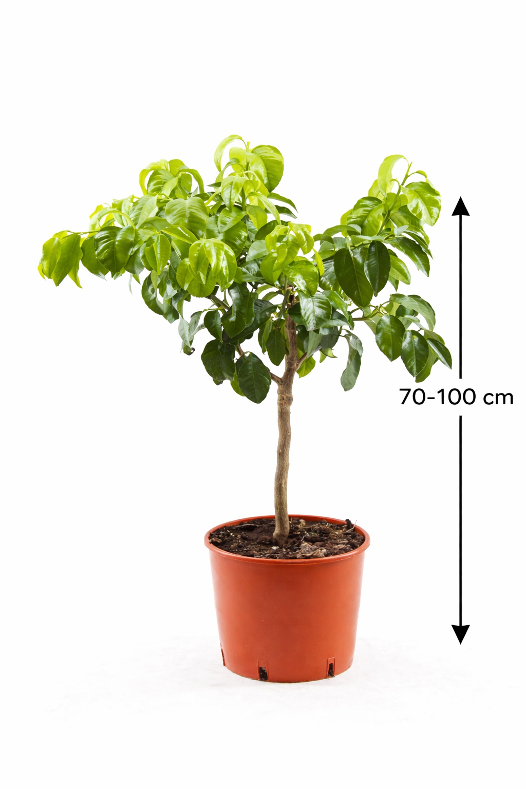 Bergamotte Pflanze 70–100 cm – Citrus Bergamia Fantastico – Echte  Bergamotte Zitruspflanze Duftpflanze für Tee & Aromatherapie