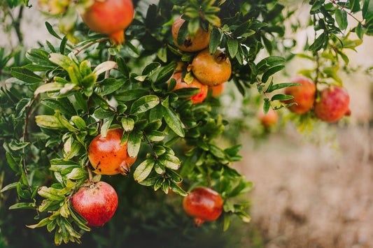 Granatapfelbaum ‘Tendral de Valencia’ (Punica granatum) – Obstbaum, essbare Granatäpfel – ca. 150–190 cm, winterhart im Kübel, mediterrane Pflanze für Garten & Terrasse