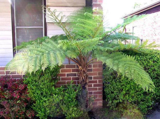 Cyathea Australis ca.  40 cm  Australischer Baumfarn - Schnellwüchsiger und groß werdender Baumfarn