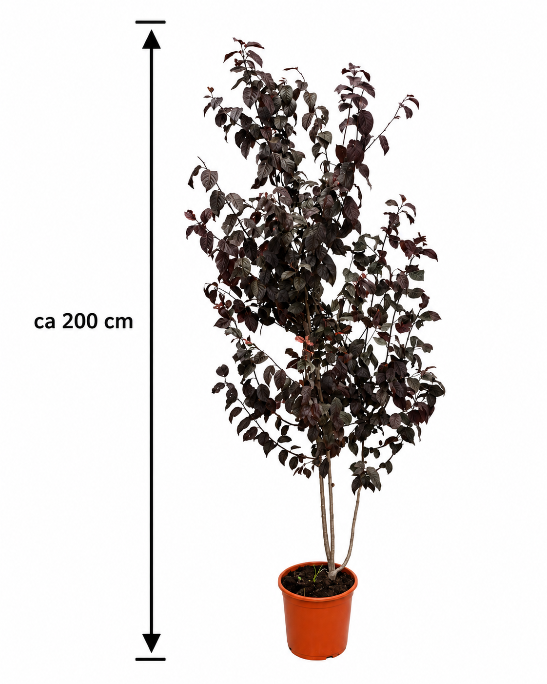 Blutpflaume Prunus cerasifera Pissardii ca 200 cm Zierpflaume Blutpflaumenbaum Rotlaubiger Zierbaum