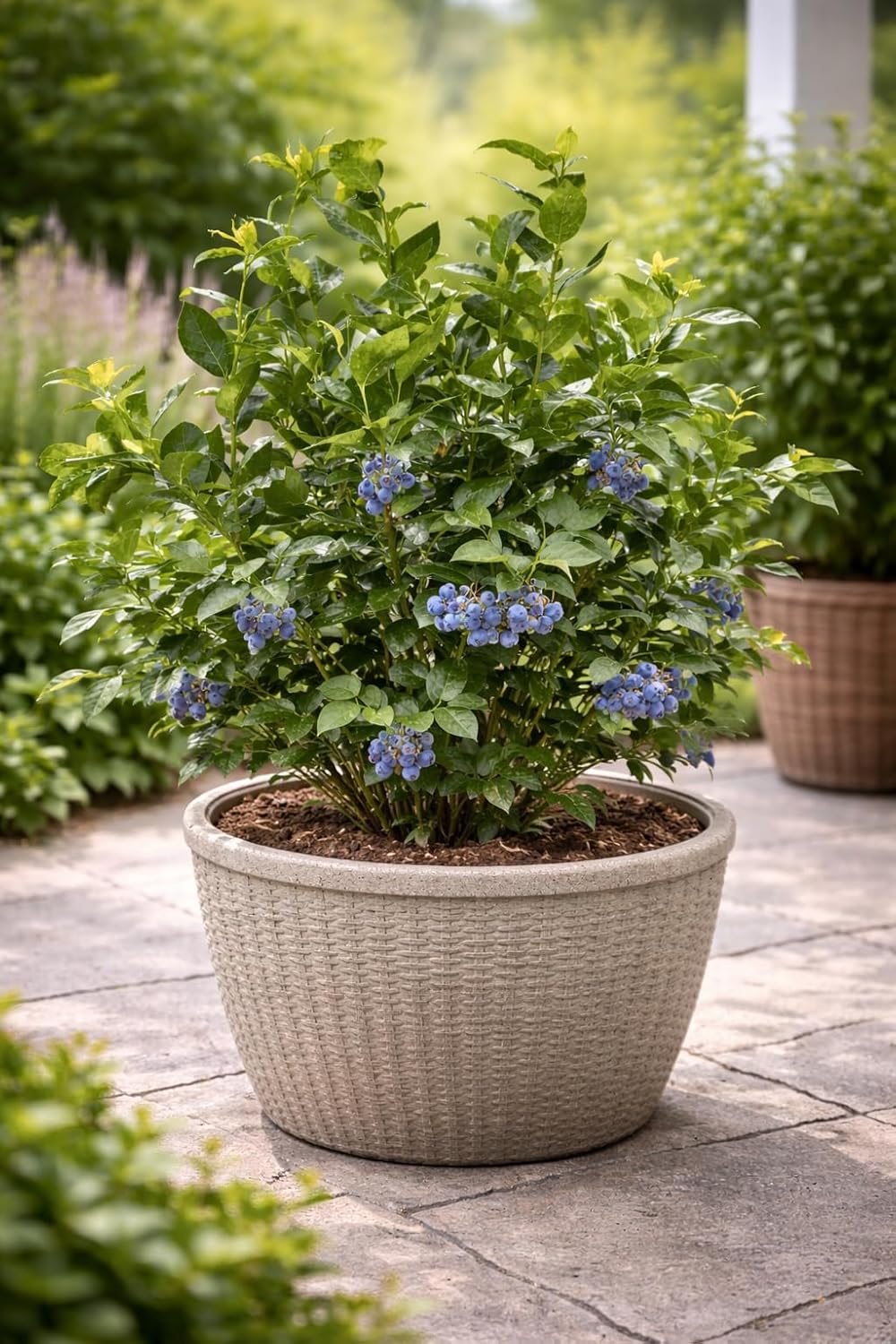 Borůvka - Vaccinium corymbosum 'Goldtraube 71'