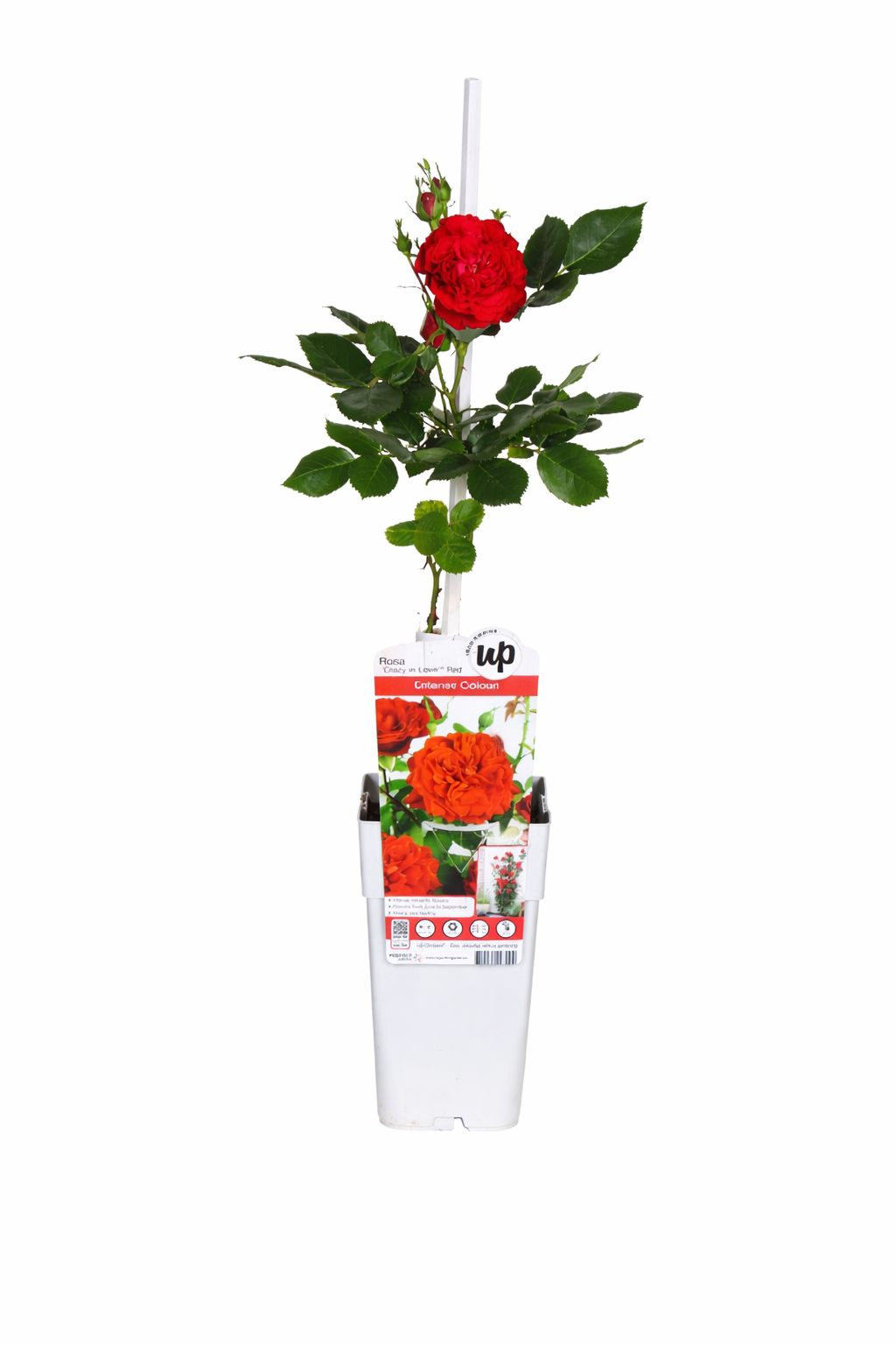 Kletterrose Crazy in Love Rot 50–70 cm – Duftrose, rote Gartenrose, winterhart, rankende Rose für Garten & Balkon