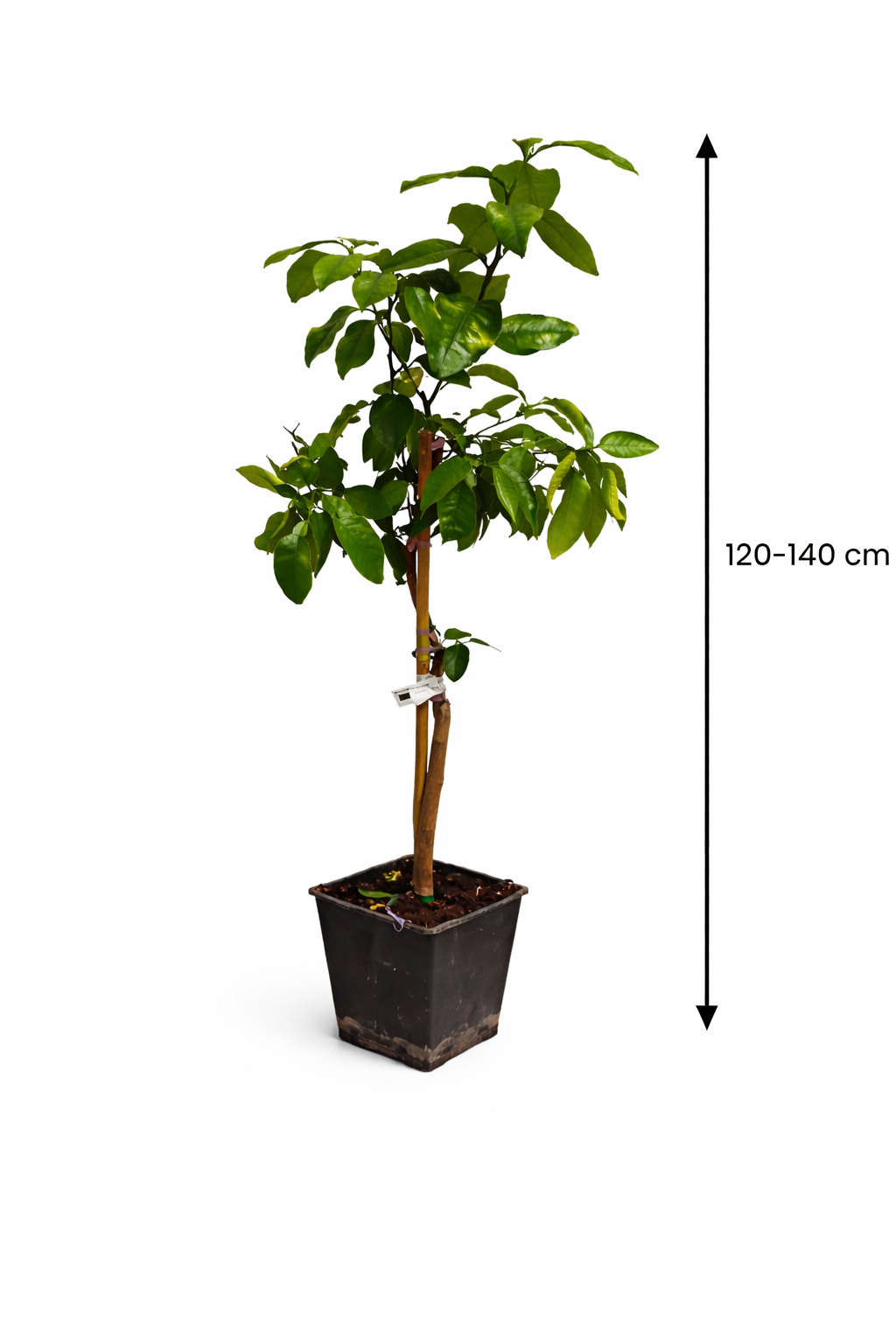 Grapefruitbaum Star Ruby 120–140 cm – Pampelmuse / Pomelo Citrusbaum mit Topf – exotischer Zitrusbaum für Terrasse & Wintergarten