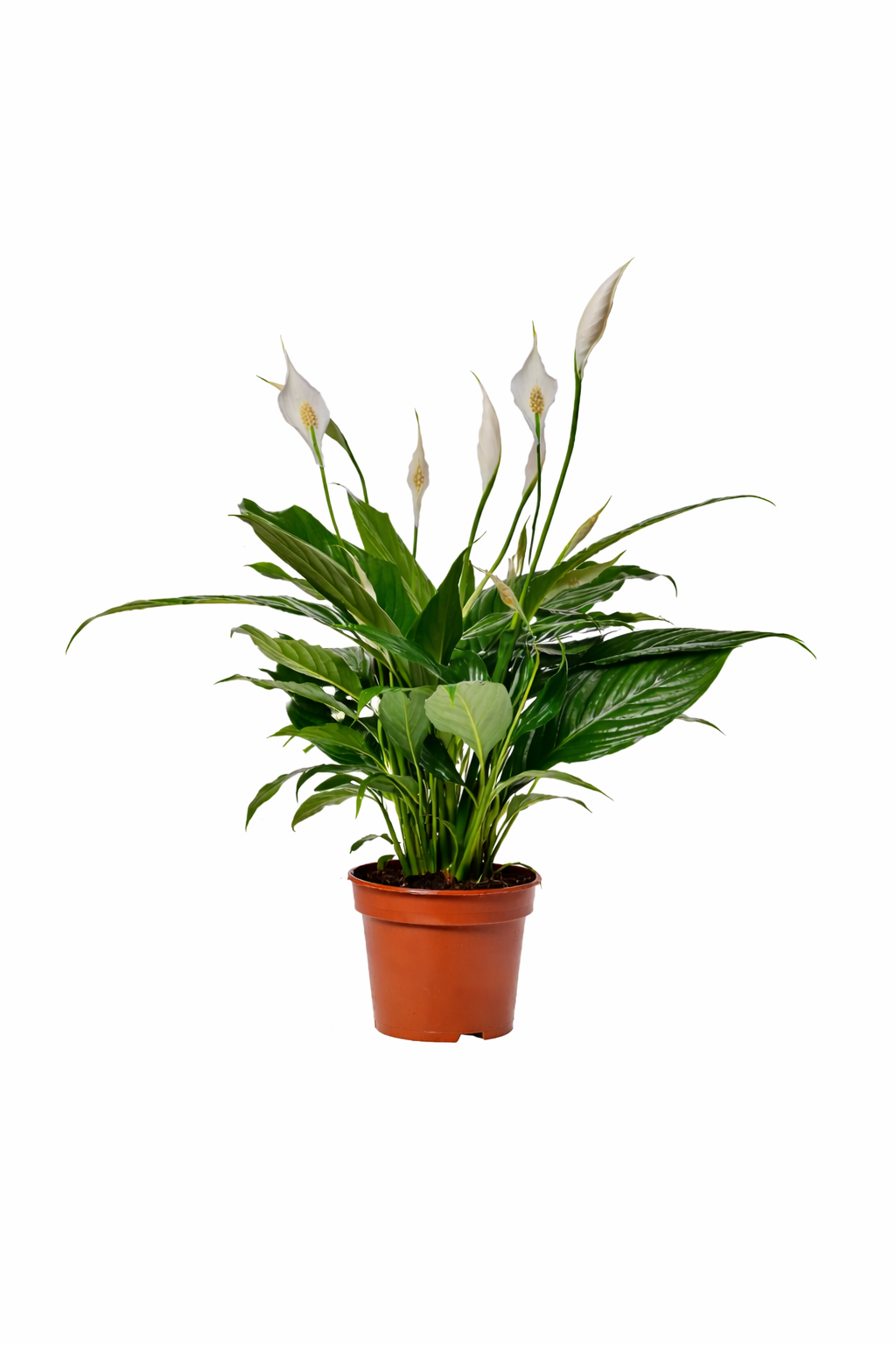 Einblatt Spathiphyllum Sweet Benito 60–70 cm – Friedenslilie Zimmerpflanze luftreinigend