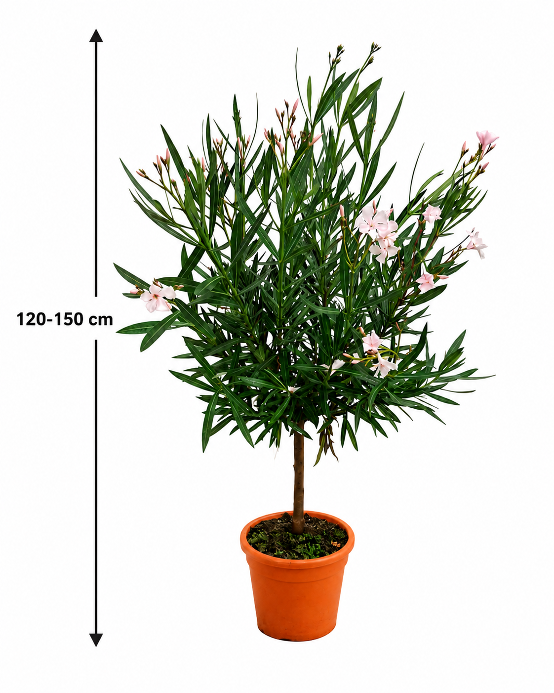 Oleander Stämmchen 'Alsace' (Nerium oleander) 120–150 cm inkl. Topf – Mediterraner Rosenlorbeer Wintergarten Kübelpflanze Blühpflanze