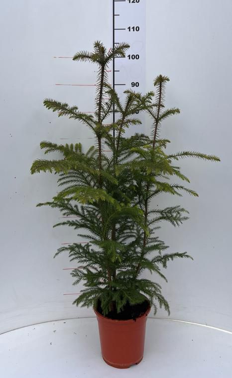 Araucaria Hawaii 100-120 cm - Exotische Zimmerpflanze - Dein grüner Blickfang im Wohnzimmer