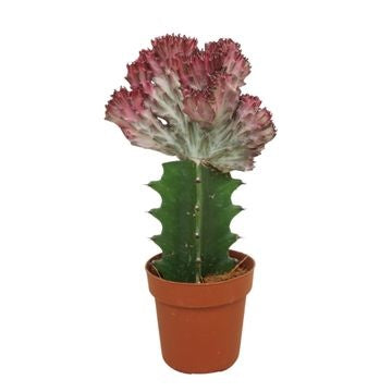 Rote Euphorbia lactea ‘Cristata’ ca. 20 cm im 8,5-cm-Topf – roter Korallenkaktus als außergewöhnliche Zimmerpflanze