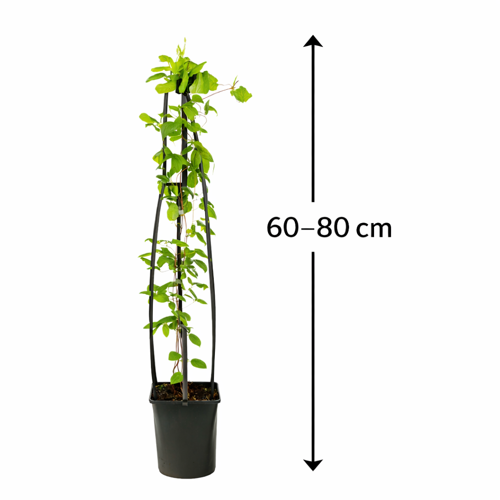 Waldrebe Clematis Ville de Lyon 60–80 cm – Kletterpflanze | Großblumige Clematis, winterhart, Garten & Balkon
