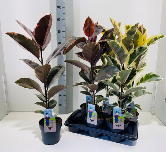 Gummibaum Ficus Elastica 3er Set, gemischt – 80-100 cm | Pflegeleichte Zimmerpflanzen für Zuhaus