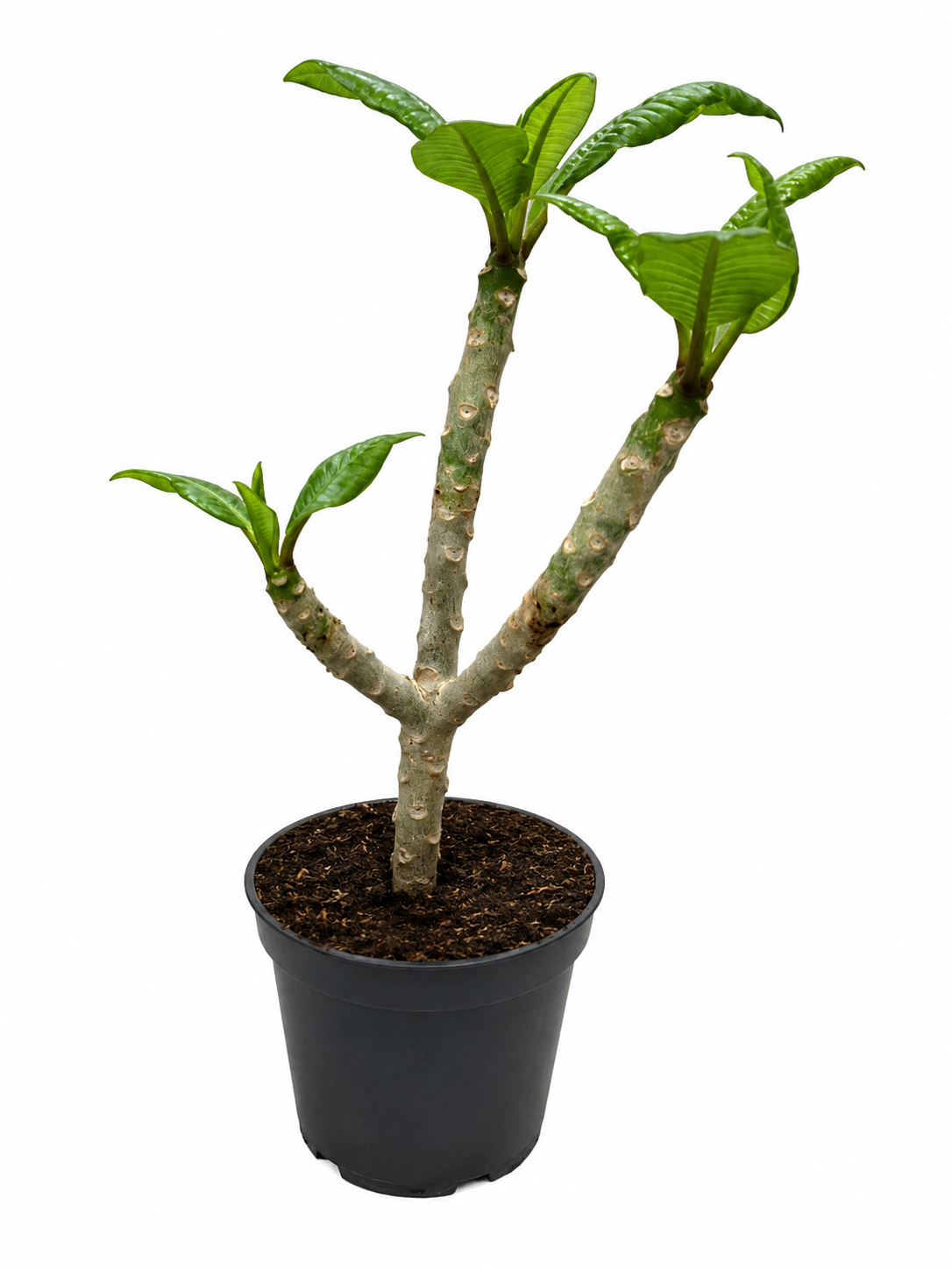 Plumeria rubra Hawaiian ca. 60 cm – Frangipani, Tempelbaum und tropische Duftblume für Wintergarten und Terrasse