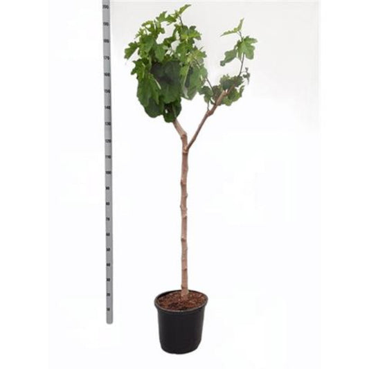 Feige Napolitana Baum 160-200 cm - Ficus carica -kräftiger Stamm - Feigenbaum
