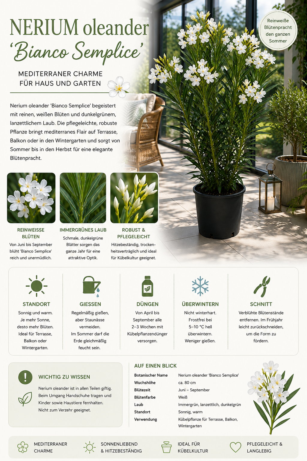 Nerium Oleander Bianco Semplice Weißer Oleander Mediterrane Kübelpflanze ca 80 cm