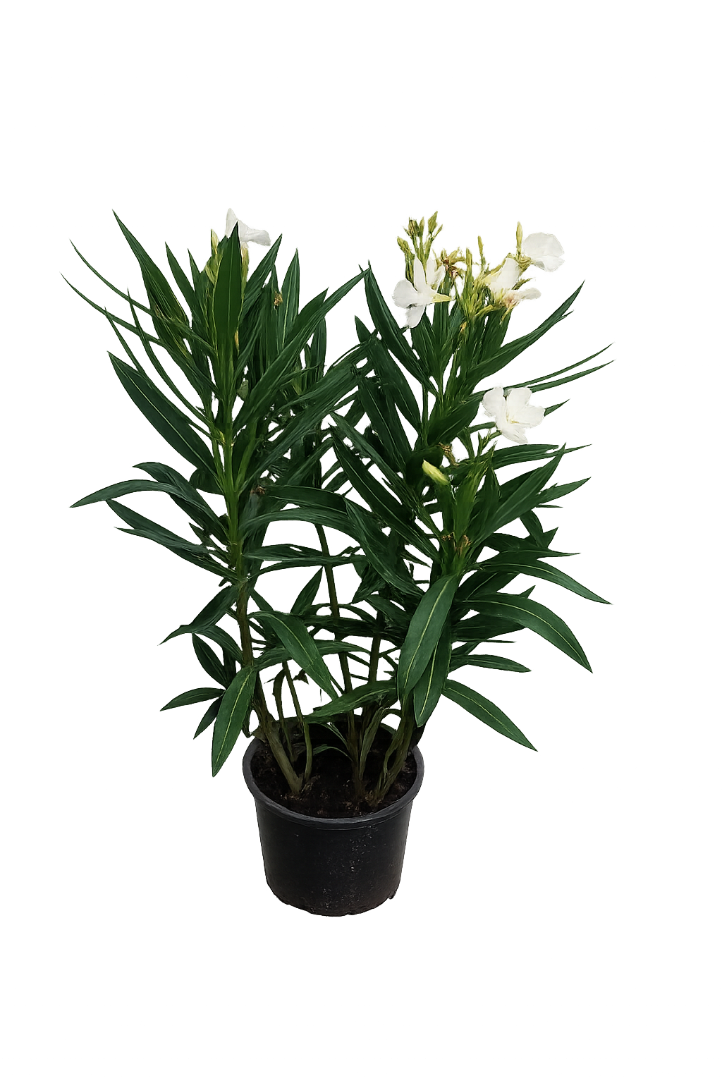 Oleander Weiß 50-70 cm Nerium Oleander weiß Einfachblüte Mediterrane Kübelpflanze Wintergarten Terrasse Balkon