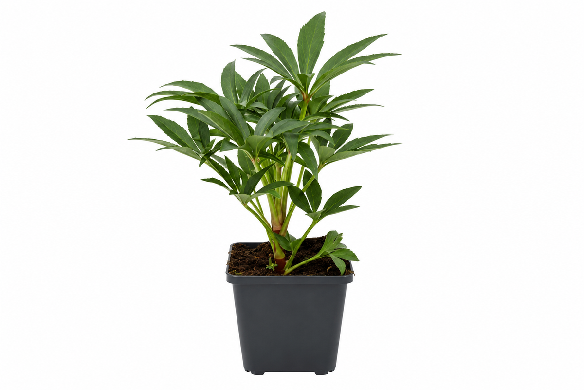 Stinkende Nieswurz – Helleborus foetidus, immergrüne winterharte Blütenstaude für Garten & Kübel – 15–20 cm inkl. Topf