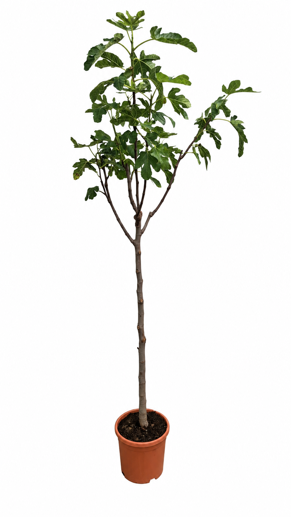 Ficus carica Fiorone Bianco Feigenbaum 180–200 cm XXL Feige mit dickem Stamm Winterharte Echte Feige Mediterraner Obstbaum
