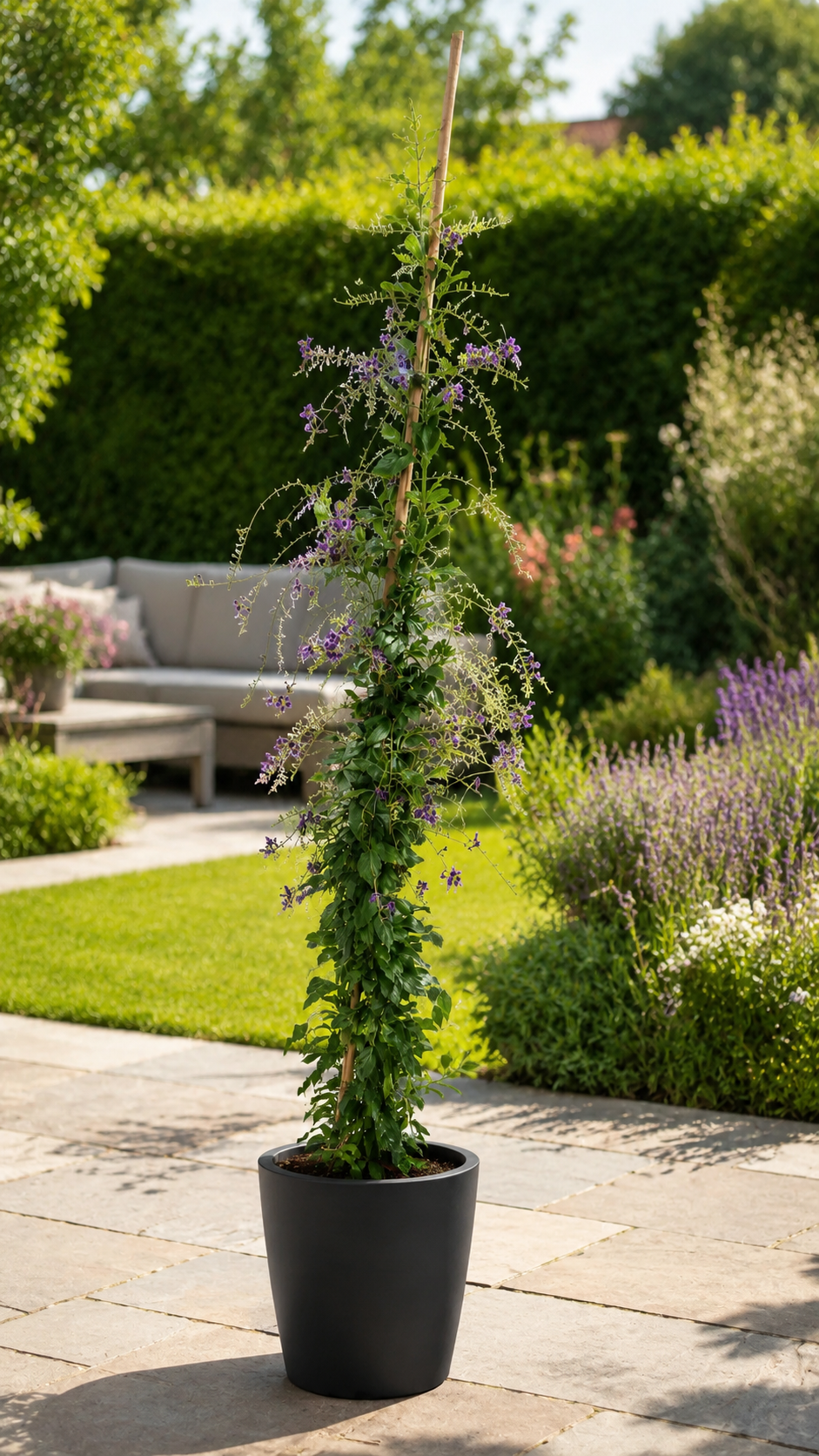 Duranta erecta 'Geisha Girl' – exotický holubník, 100–150 cm, fialové květy, vhodná pro včely, rostlina do nádob