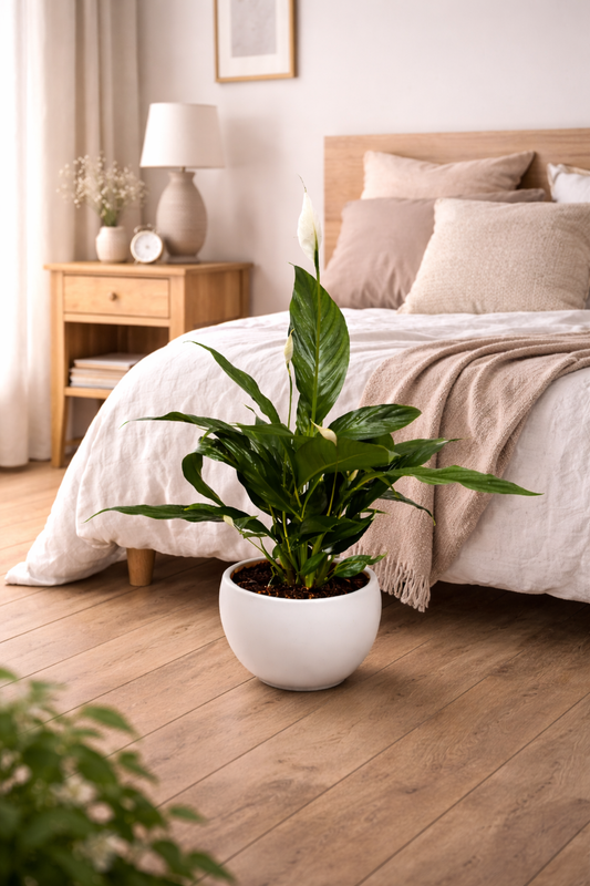 Spathiphyllum Chico ca 70 cm im Keramikuebertopf Friedenslilie Einblatt Zimmerpflanze luftreinigend pflegeleicht