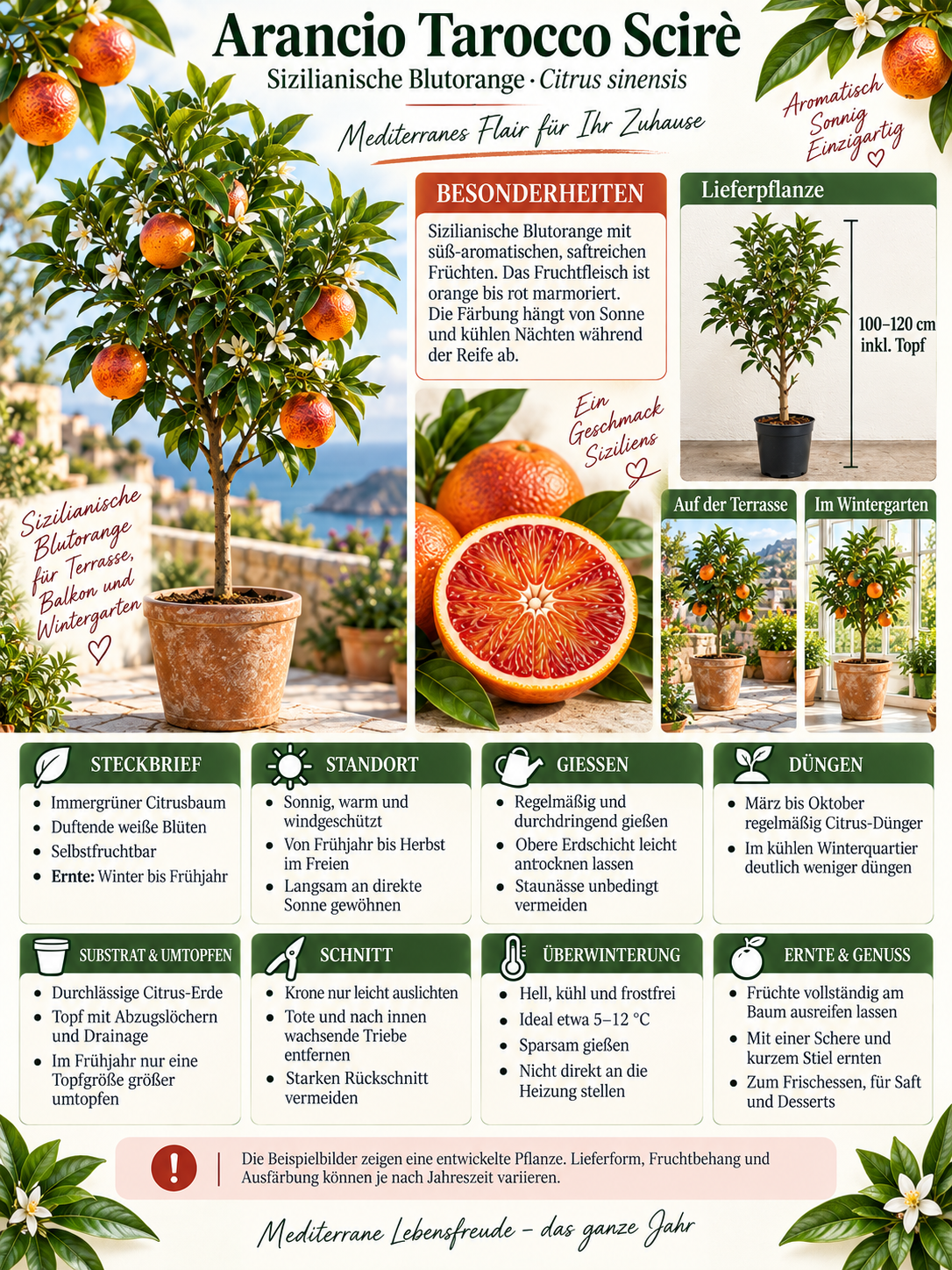 Tarocco Scirè Blutorange 100–120 cm – Citrus sinensis, sizilianischer Orangenbaum